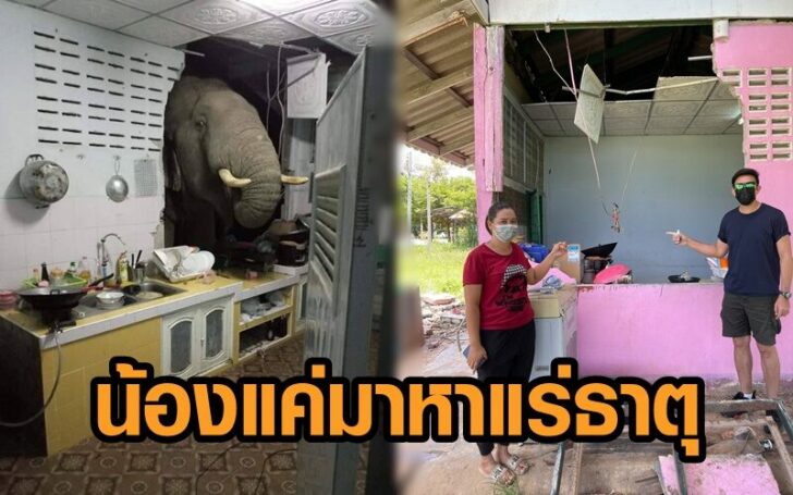 น้องช้าง