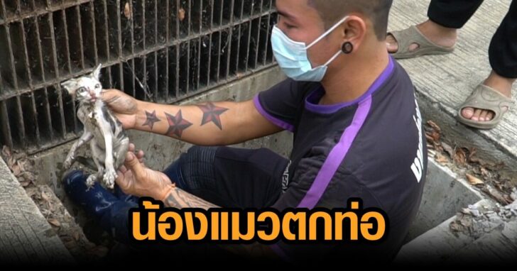 180664_ทกชวตมคากภยเรงงดฝาทอชวยนองเหมยวตดทอนบ10ชม..00_00_45_12.Still003