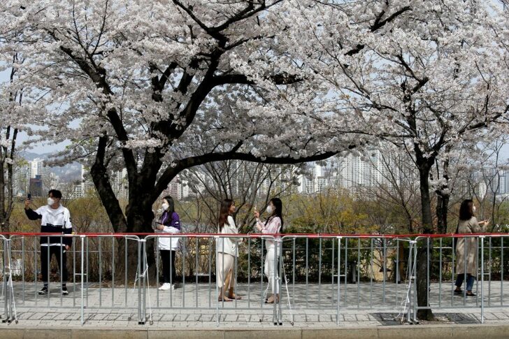 FILE PHOTO: Woman poses for a picture next to a cherry blossom tree, at a street closed to avoid the spread of the COVID-19, in Seoul