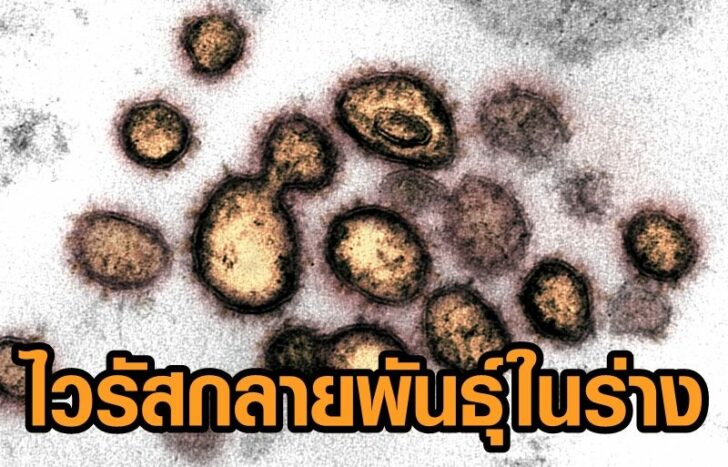 Transmission electron microscope image shows SARS-CoV-2, also known as novel coronavirus