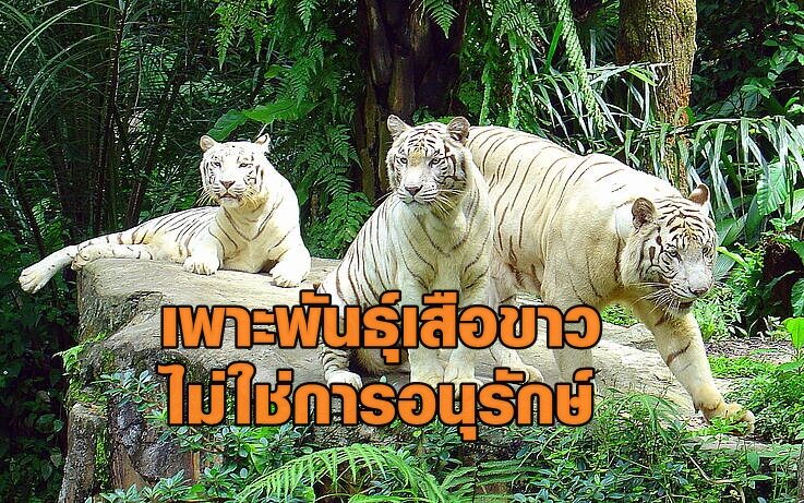 WWF ชี้ เพาะพันธุ์เสือโคร่งขาว ไม่ใช่การอนุรักษ์