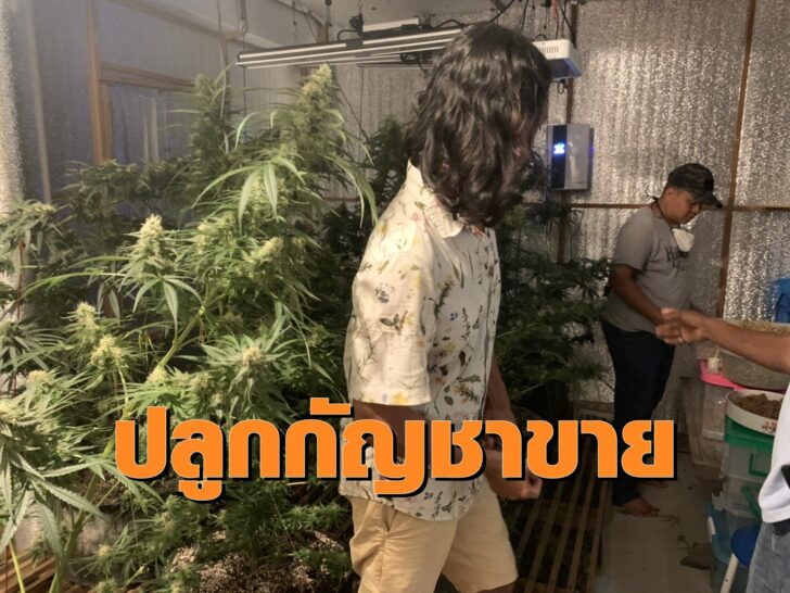 กัญชา