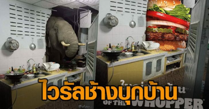 ช้างบุกบ้าน00