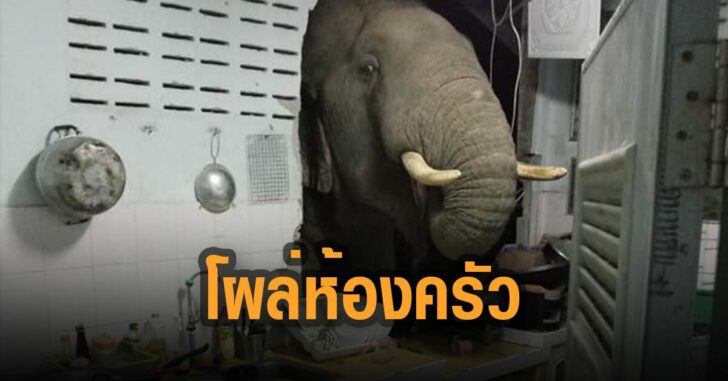 ช้างป่าโผล่ห้องครัว-หัวหิน