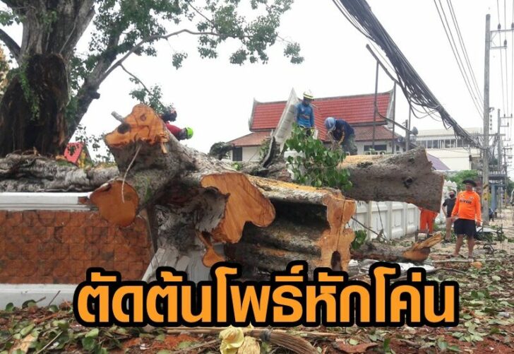 ตัดต้นโพธิ์113
