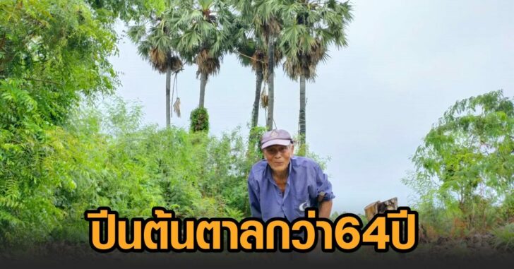 ตาแนว-ปีนต้นตาล