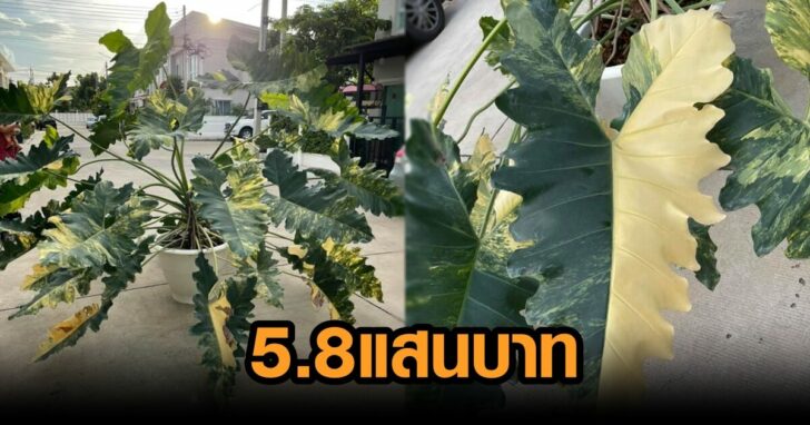 ต้นไม้แพง