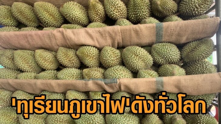 ทุเรียนภูเขาไฟ8
