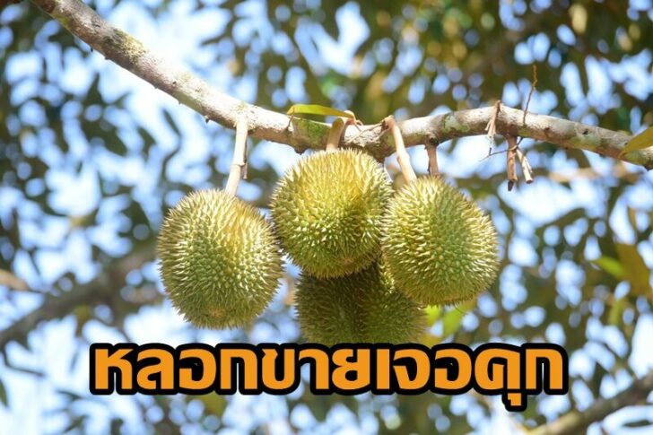 ทุเรียนใต้-2
