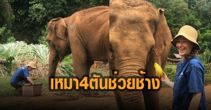 บิ๊กแสนสิริ-เหมามะม่วง-ช่วยช้าง