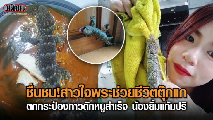 ปก-ช่วยตุ๊กแก