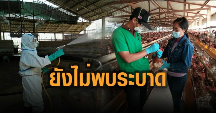 ปศุสัตว์-พบยังไม่พบระบาด