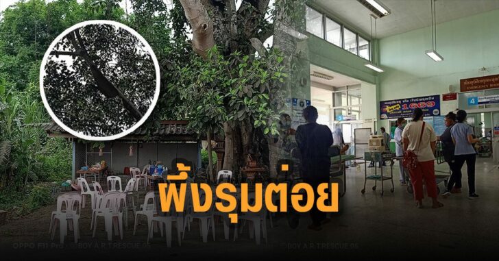 ผึ้งหลวงแตกรัง-รุมต่อยพิธี