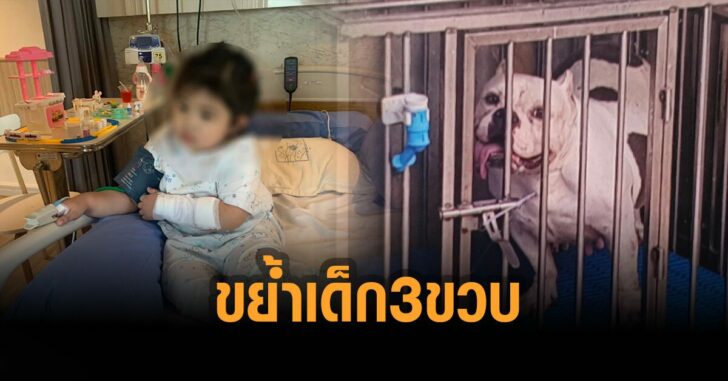 พิตบูลหลุดขย้ำเด็ก-3-ขวบ