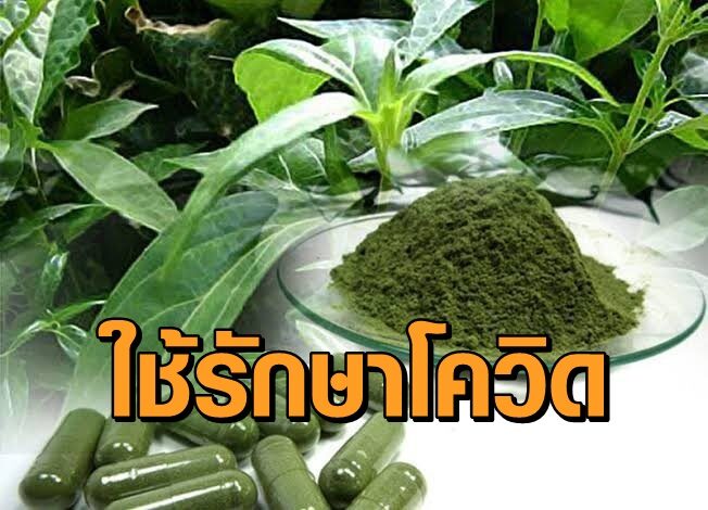 ฟ้าทะลายโจร-
