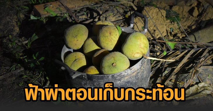 ฟ้าผ่า-เก็บกระท้อน