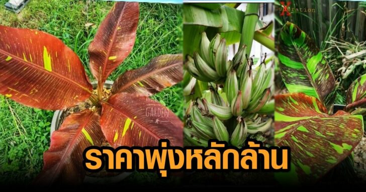 ภาพนำ กล้วยด่าง