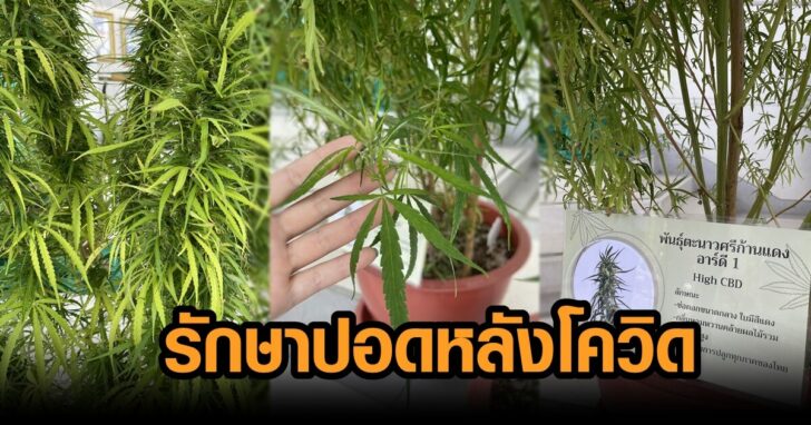รักษาปอดหลังโควิด