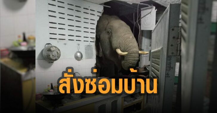 สั่งซ่อมบ้าน-ช้างเข้าครัว