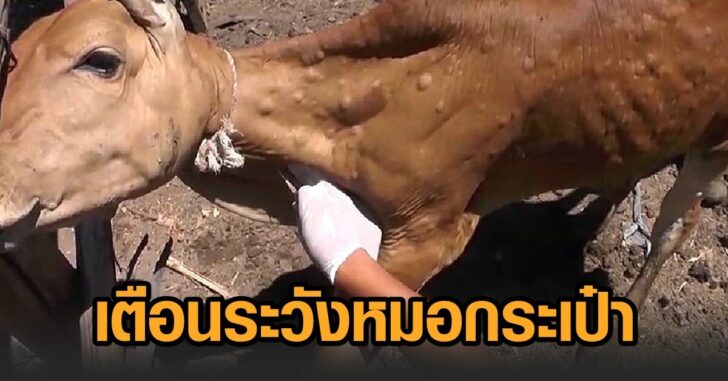 หมอกระเป๋า-ลัมปีสกิน