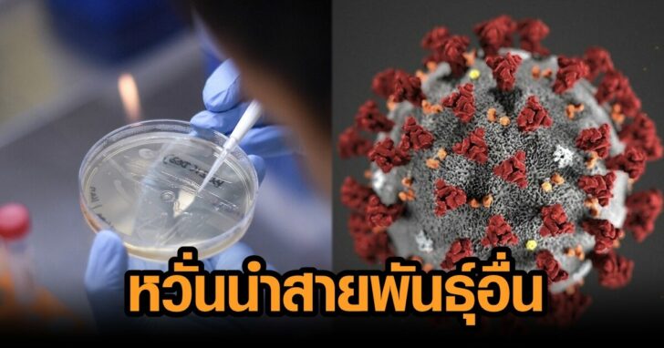 หวั่นขึ้นนำพันธุ์อื่น