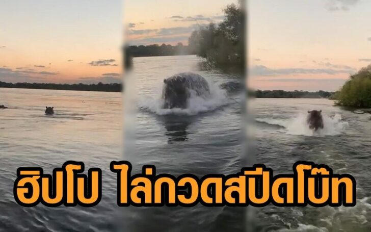 ฮิปโป7