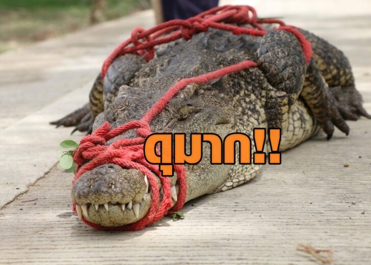 เข้