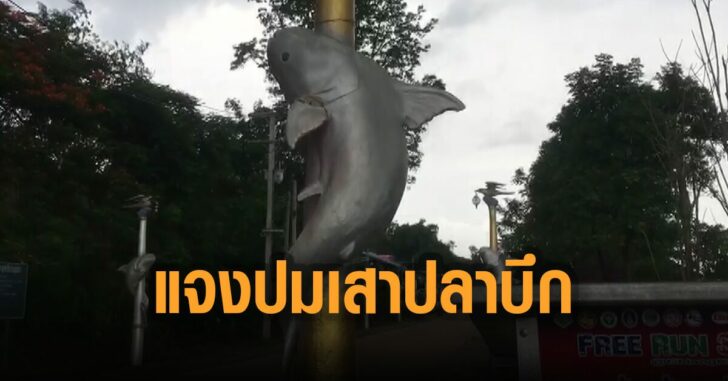 แจงปมเสาไฟปลาบึก