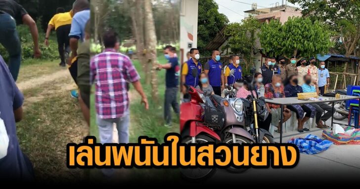 โปปั่น ในสวนยาง