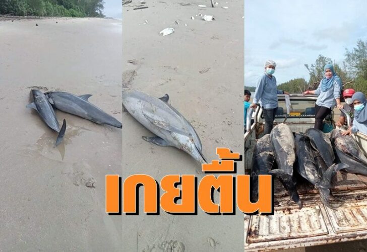 โลมา0