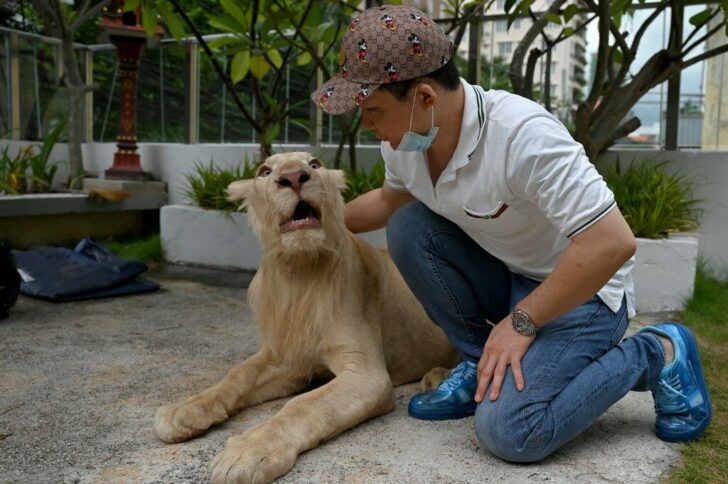 CAMBODIA-ANIMAL-LION