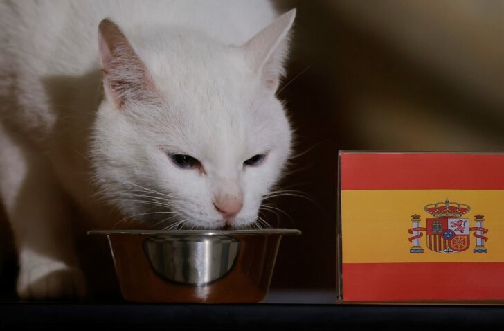 Achilles the cat attempts to predict the result of the Switzerland v Spain UEFA Euro 2020 match