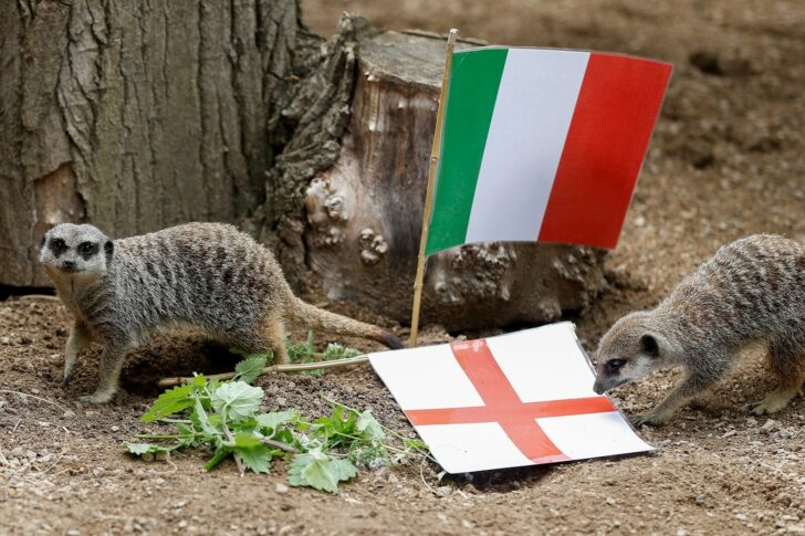 Meerkats play alongside England and Italy flags ahead of the Euro 2020 final, at ZSL London Zoo, in London