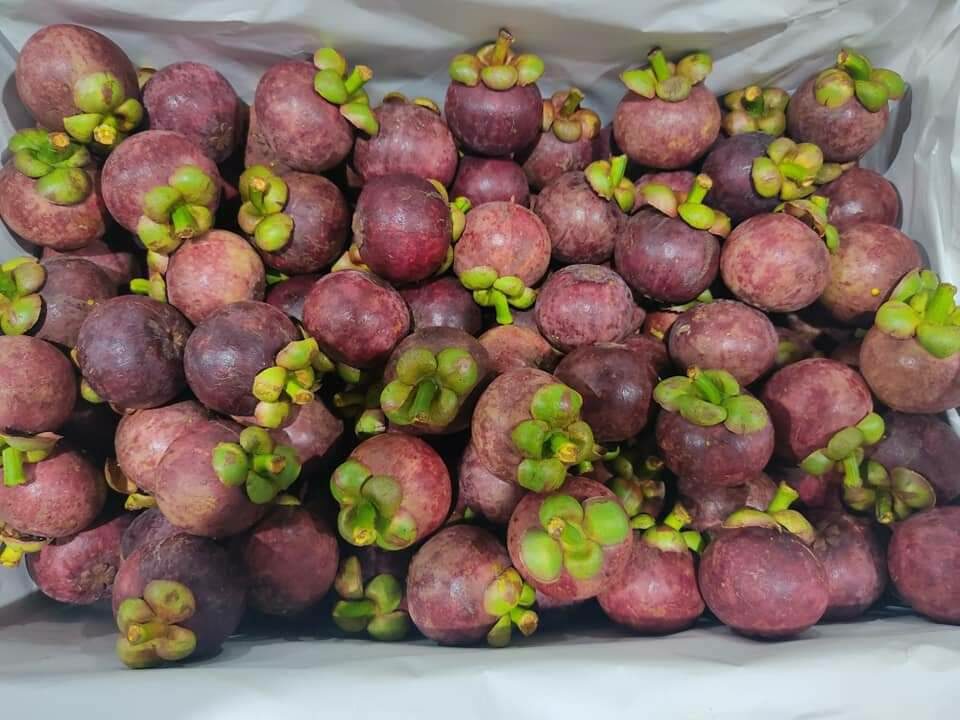มังคุด