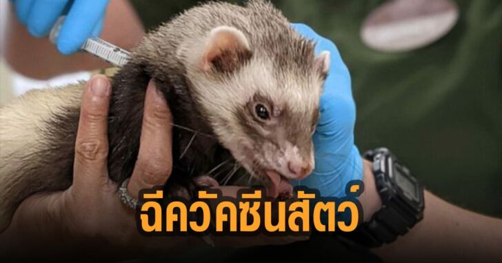 ฉีดวัคซีันสัตว์-สวนสัตว์-โอ๊คแลนด์