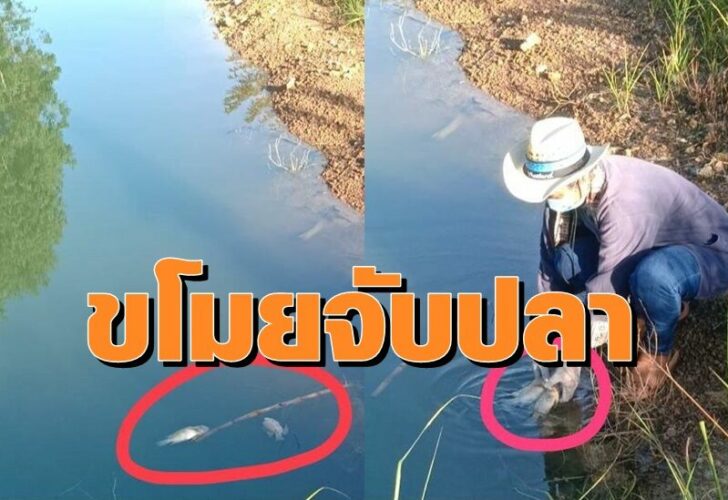 ปลา0