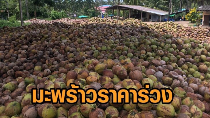 มะพร้าว3