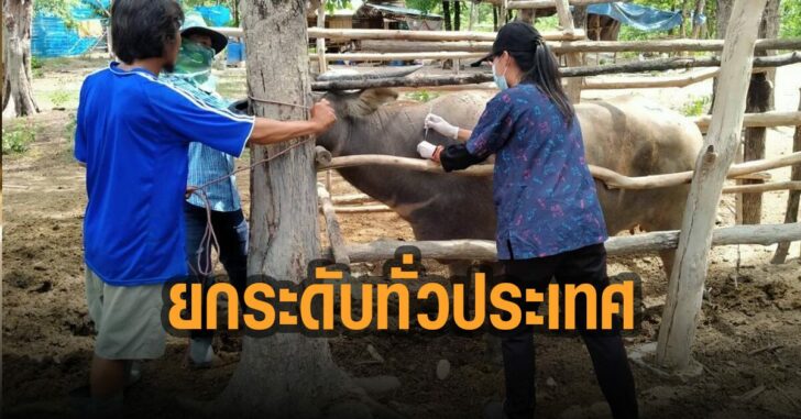 ยกระดับ-มาตรการป้องกันลัมปีสกิน-ทั่วประเทศ