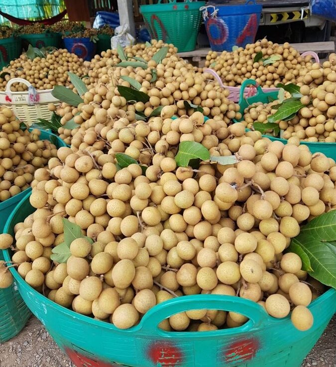 ลำไย