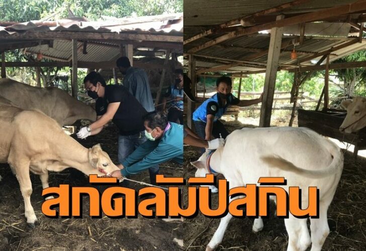 วัว ค
