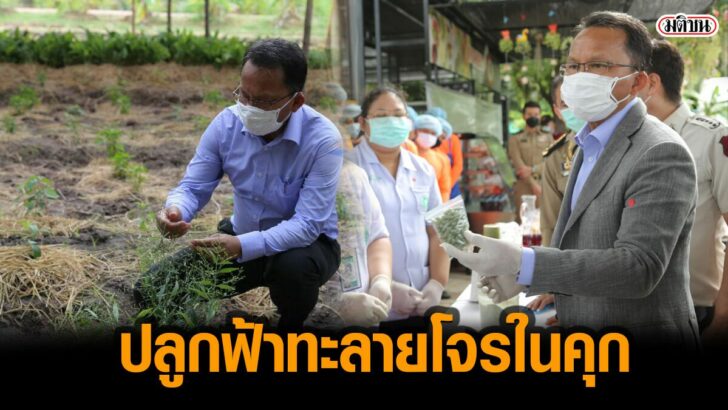 เพนกวินร56565565