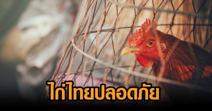 ไก่ไทยปลอดภัย