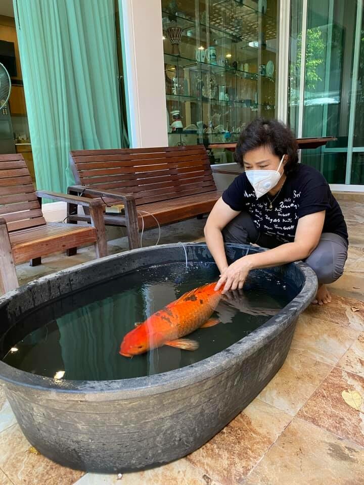 สัตวแพทย์ เตือน เลี้ยงปลาคาร์ฟ ถ้าไม่อยากเสียใจ อย่าให้คางคกเข้าไปใกล้ สัตวแพทย์ เตือน เลี้ยงปลาคาร์ฟ ถ้าไม่อยากเสียใจ อย่าให้คางคกเข้าไปใกล้