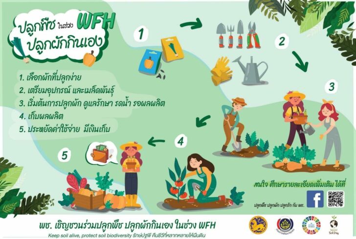 พช. ชวนคนไทยปลูกผักสวนครัว ในช่วง WORK FROM HOME
