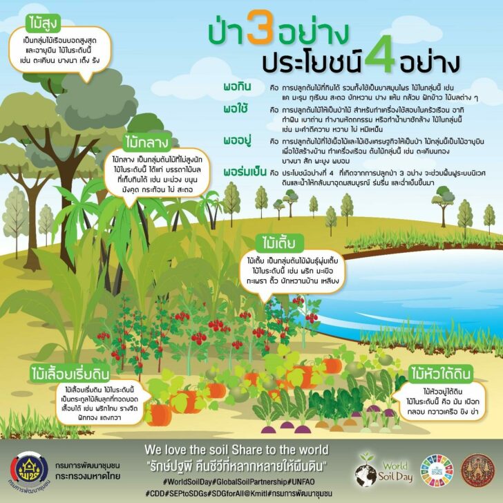 ป่า 3 อย่าง ประโยชน์ 4 อย่าง