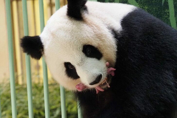 Beauval Zoo: the panda twins are born