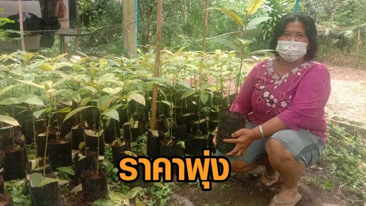 กระท่อมอัพราคา