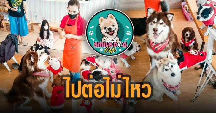 คาเเฟ่หมา-เชียงใหม่-ไปต่อไม่ไหว