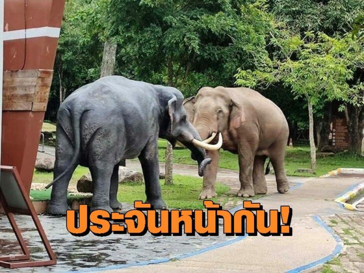 ช้าง0