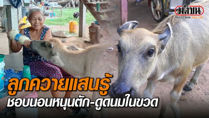 ปก-ลูกควายแสนรู้